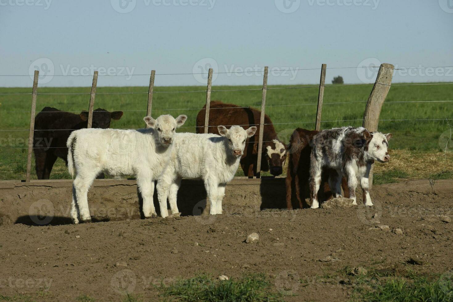 White Shorthorn calf , in Argentine countryside, La Pampa province, Patagonia, Argentina. photo