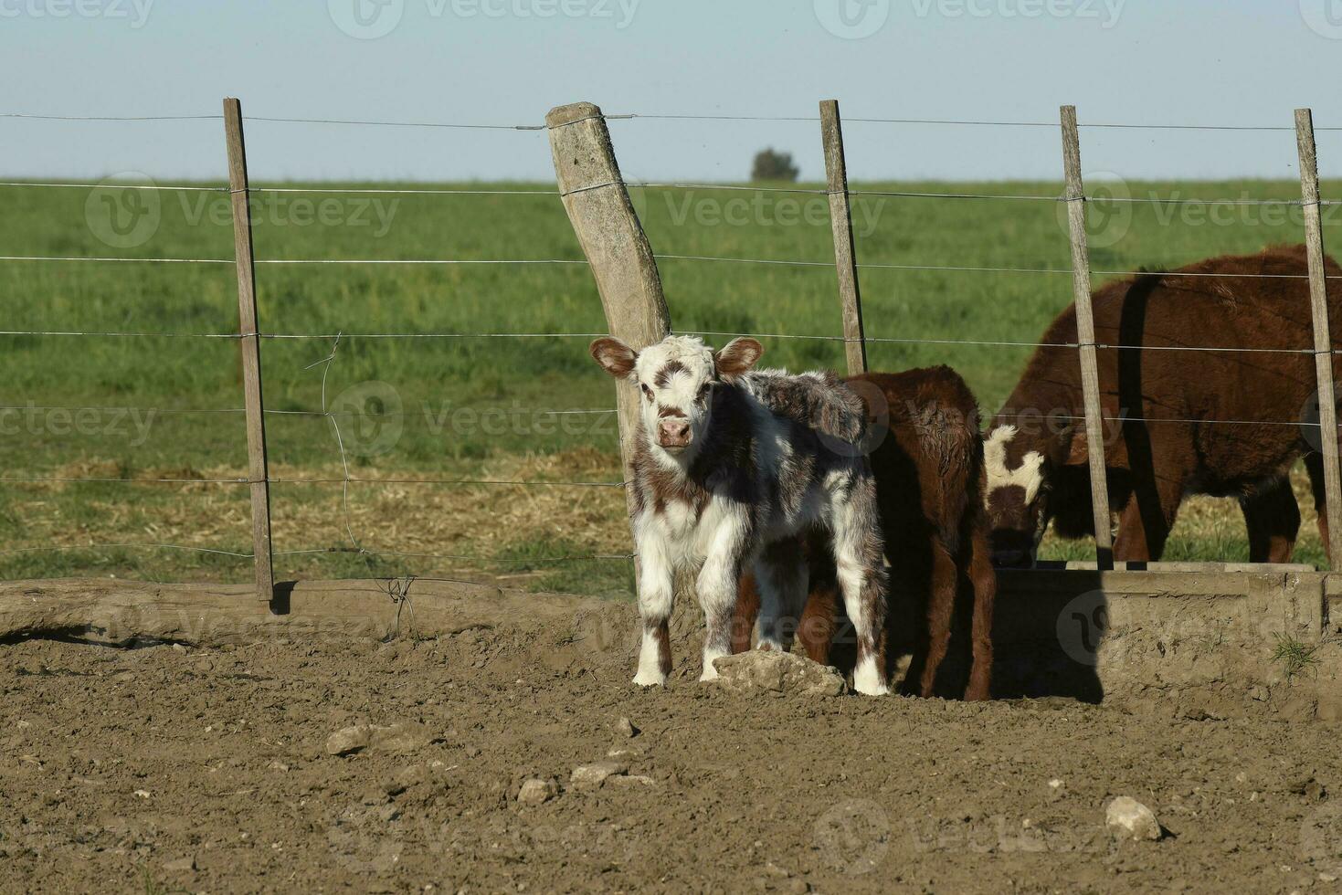 White Shorthorn calf , in Argentine countryside, La Pampa province, Patagonia, Argentina. photo