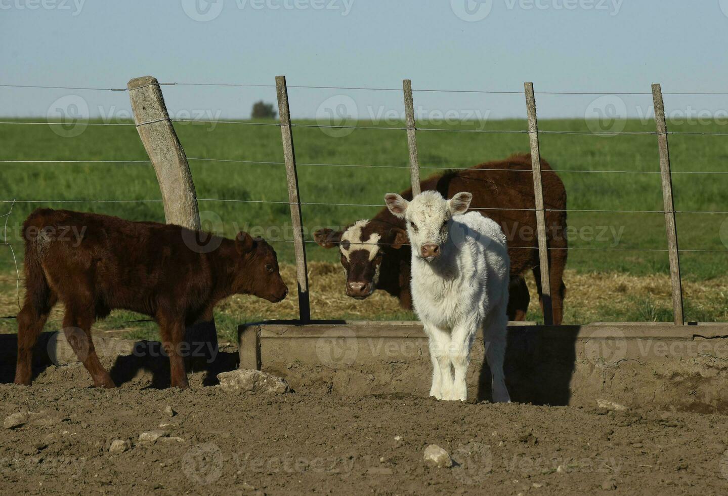 White Shorthorn calf , in Argentine countryside, La Pampa province, Patagonia, Argentina. photo