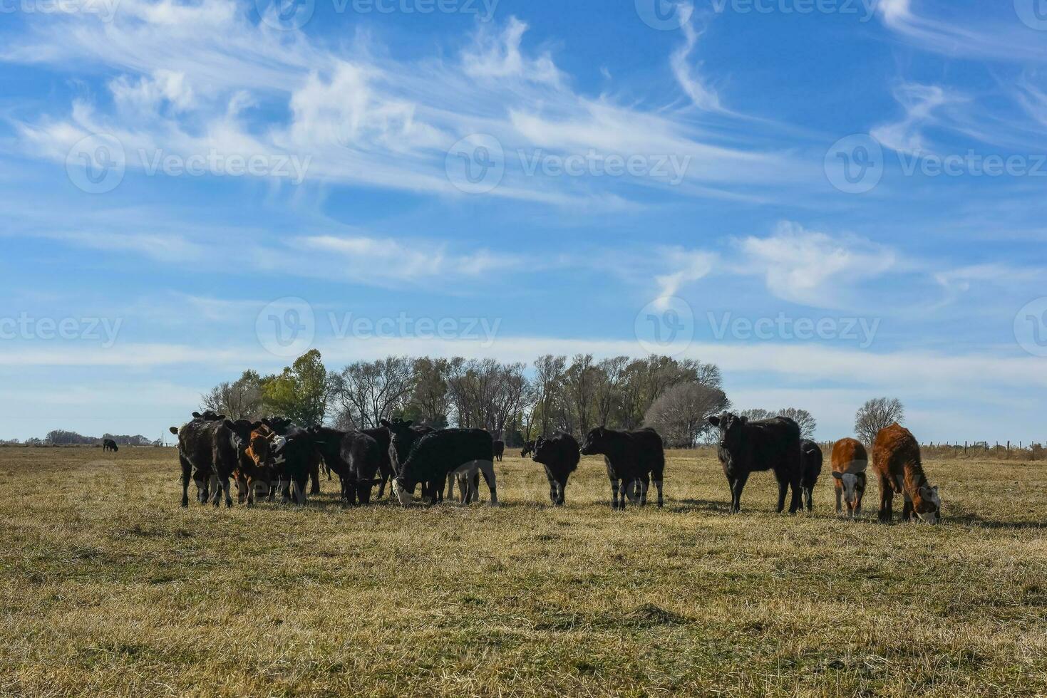 Cattle raising  with natural pastures in Pampas countryside, La Pampa Province,Patagonia, Argentina. photo