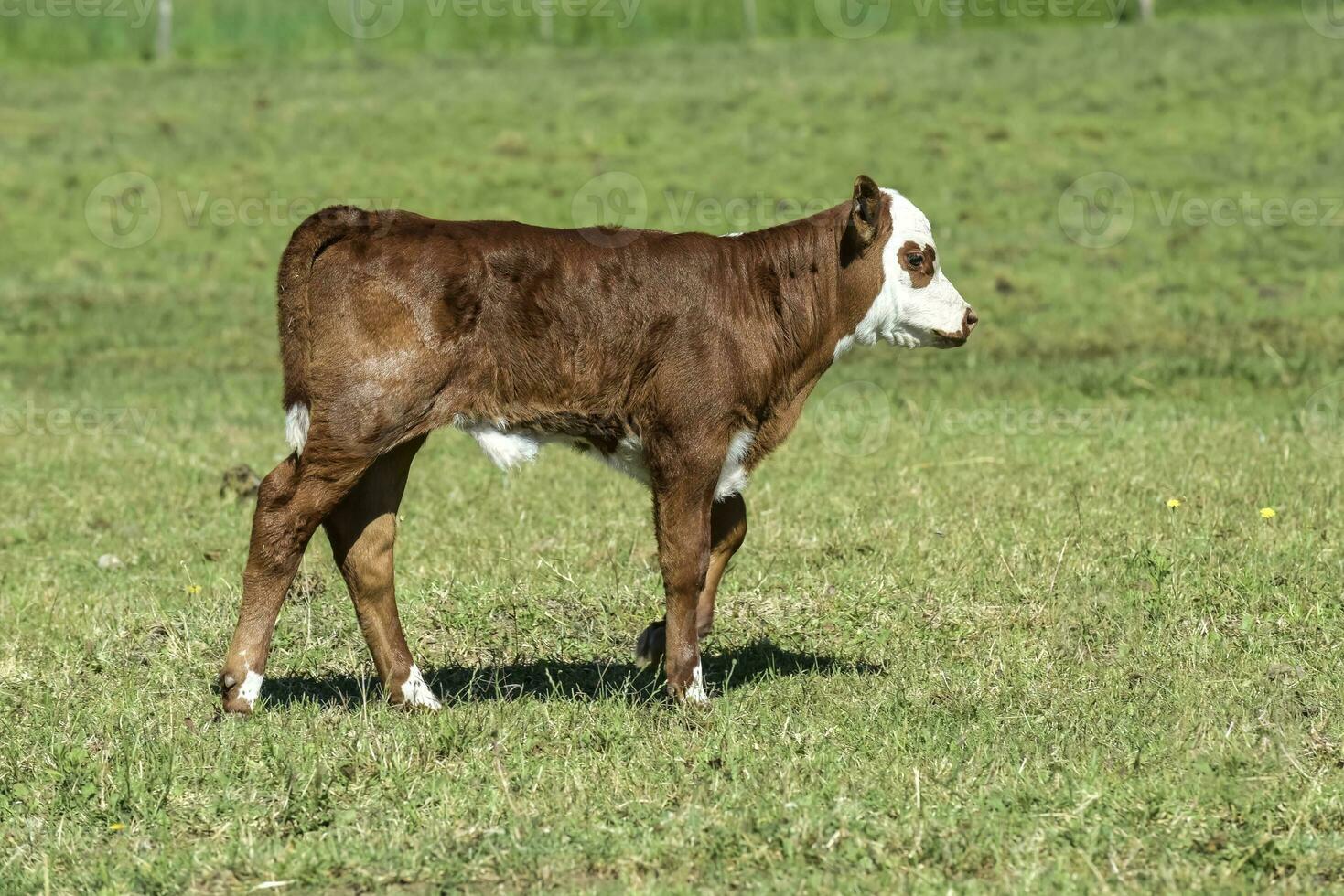 Cattle calf in Argentine countryside,La Pampa Province, Argentina. photo