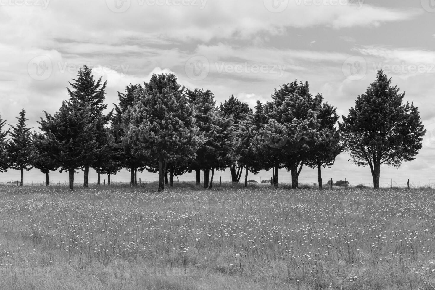 Wild flowers and pines, Patagonia photo