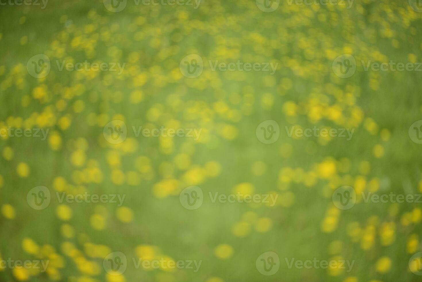 Wild flower background  in Patagonia, Argentina photo