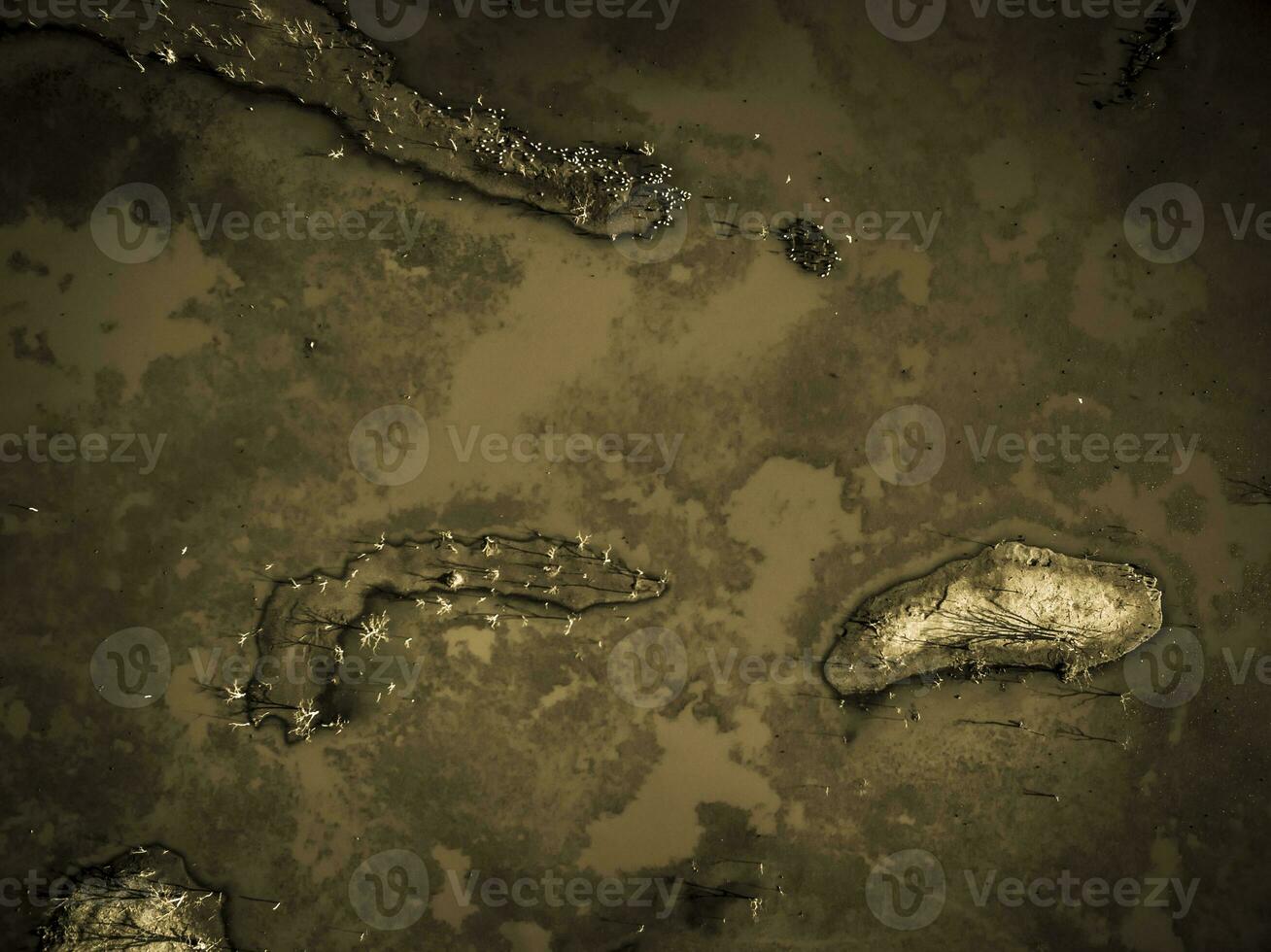 Flock of birds , Aerial View photo