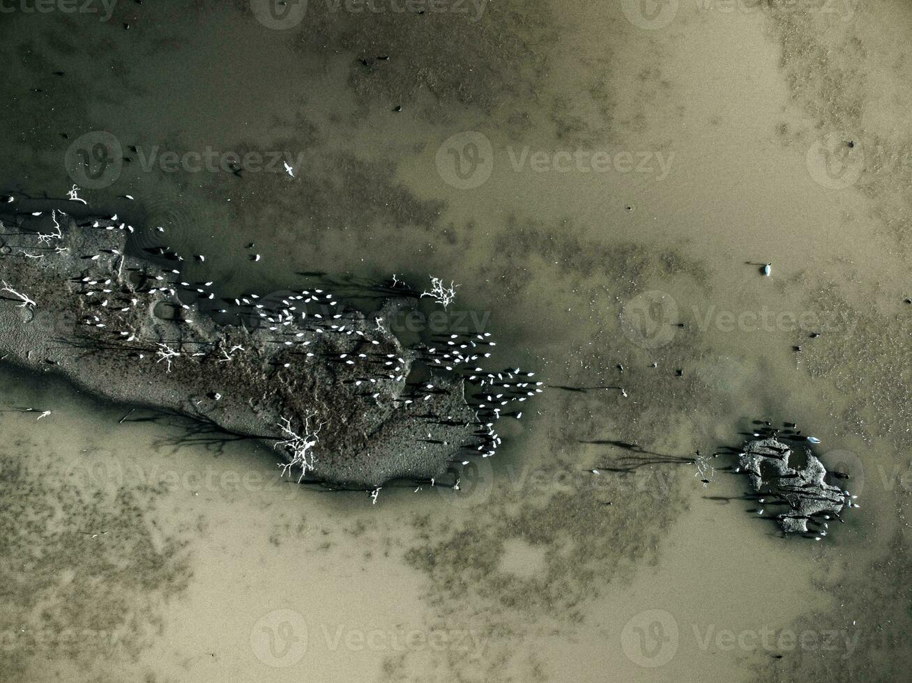 rebaño de aves , aéreo ver foto