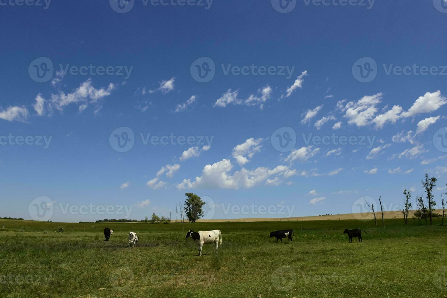 Steers fed on pasture, La Pampa, Argentina photo