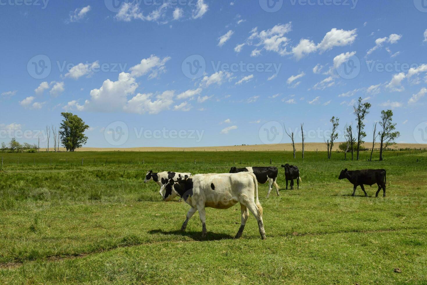 novillos alimentado en pastar, la pampa, argentina foto