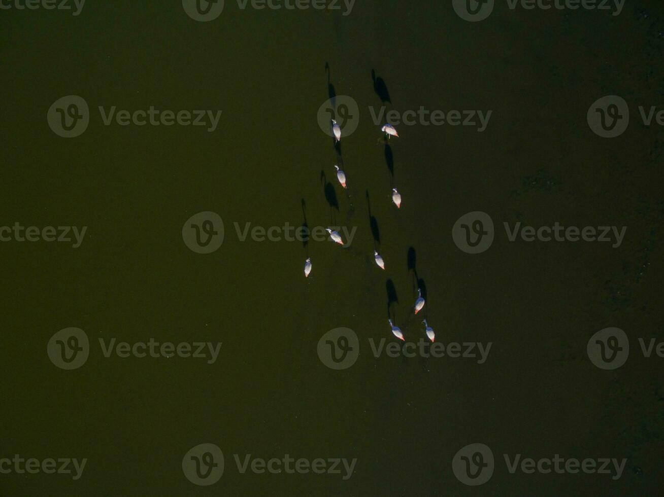 Flamingos in patagonia , Aerial View photo