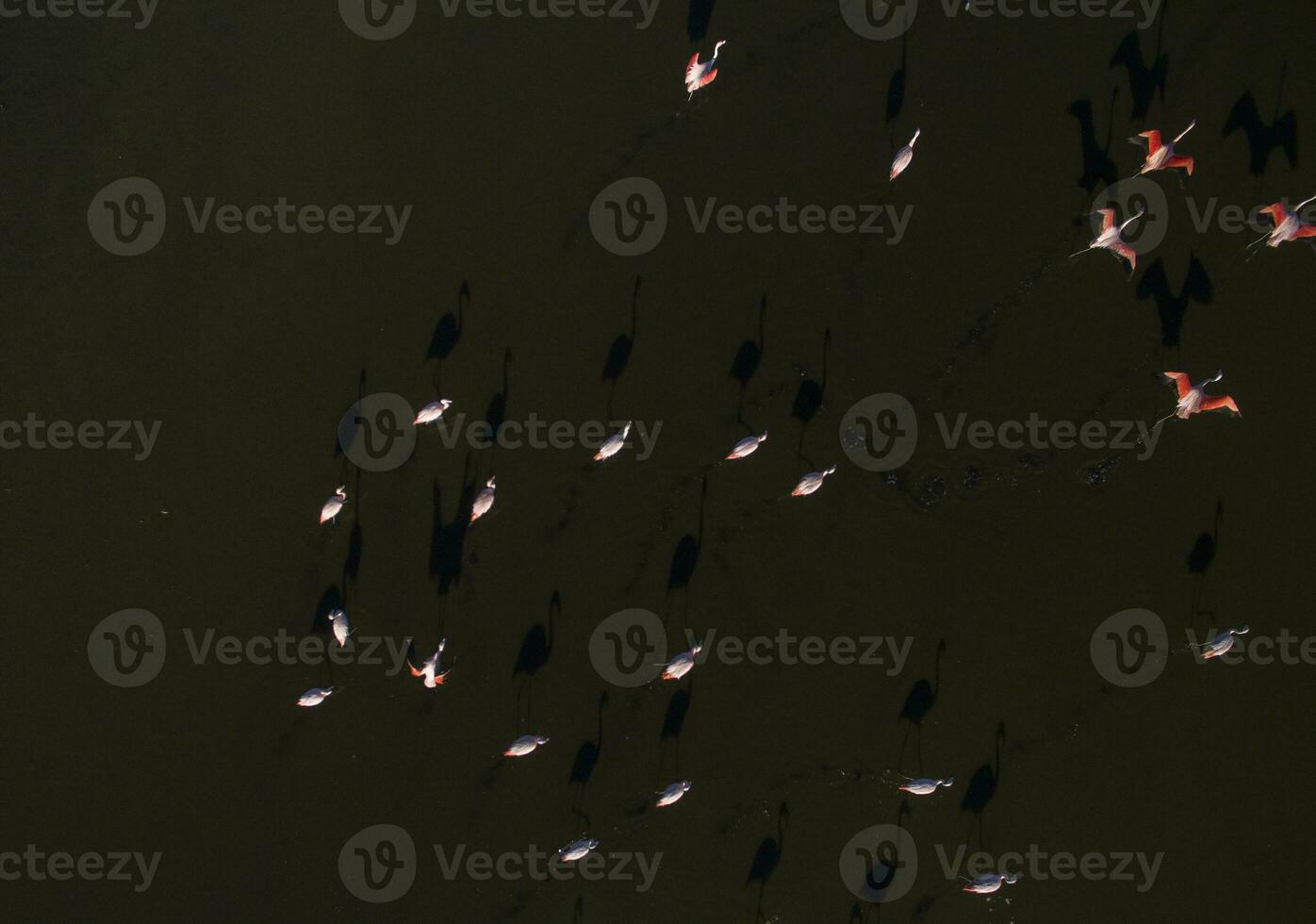 flamencos en Patagonia , aéreo ver foto