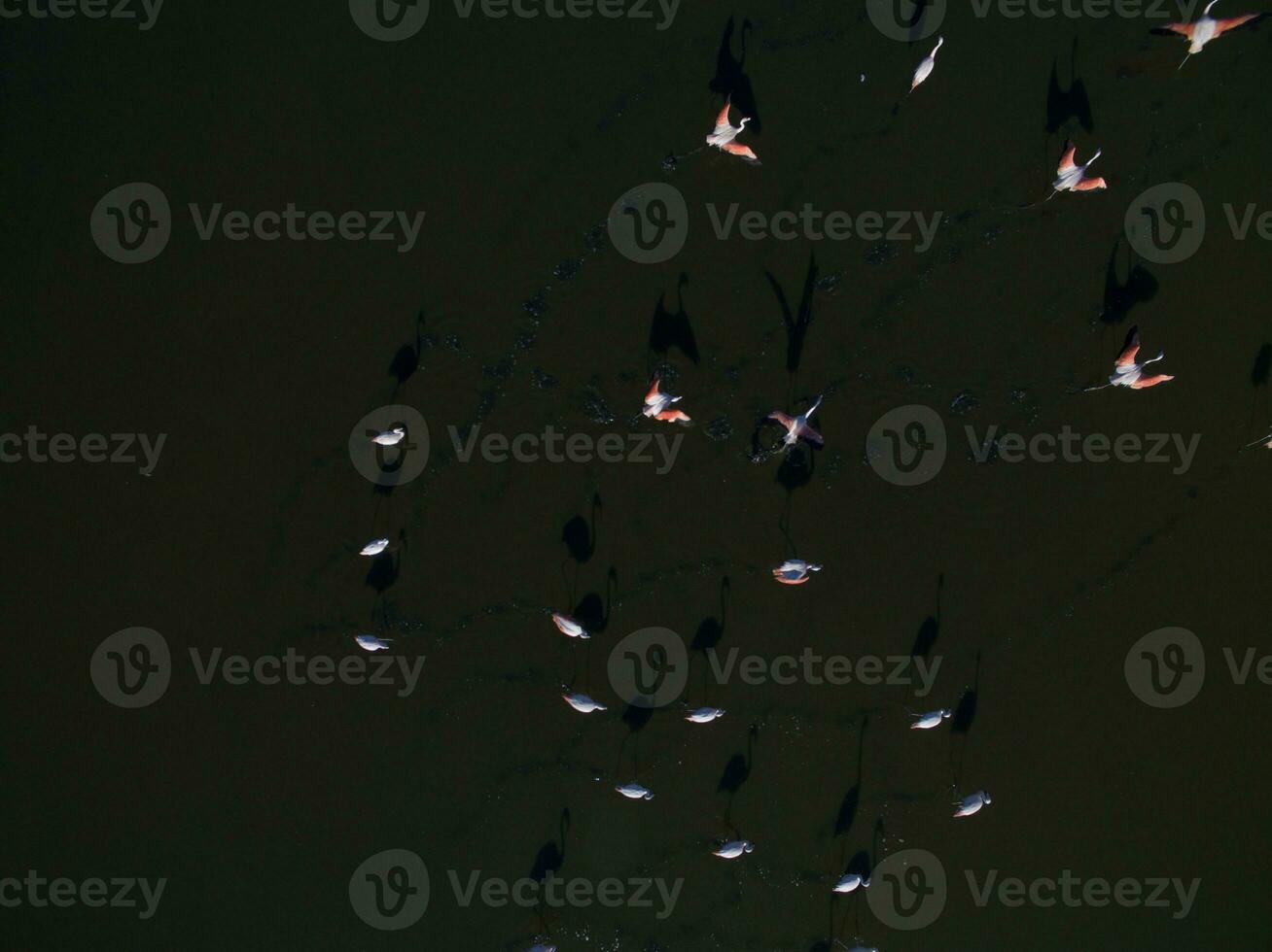 Flamingos in patagonia , Aerial View photo