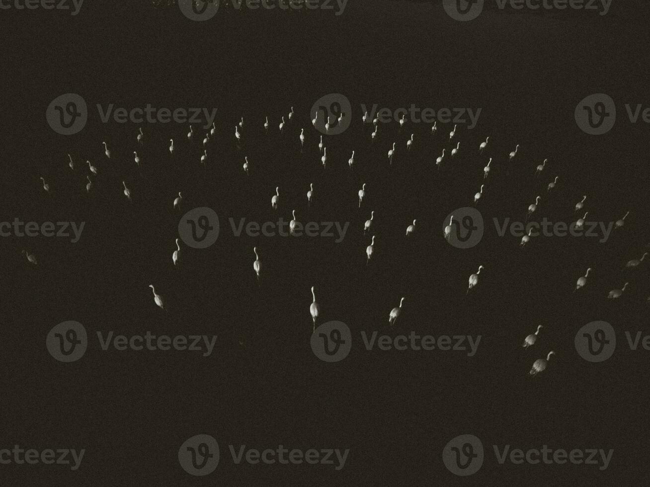 Flamingos in patagonia , Aerial View photo