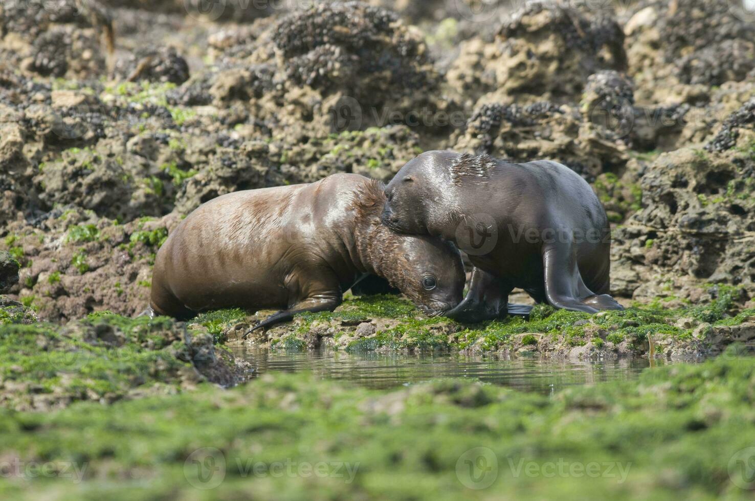 Baby sea lion , Patagonia Argentina photo