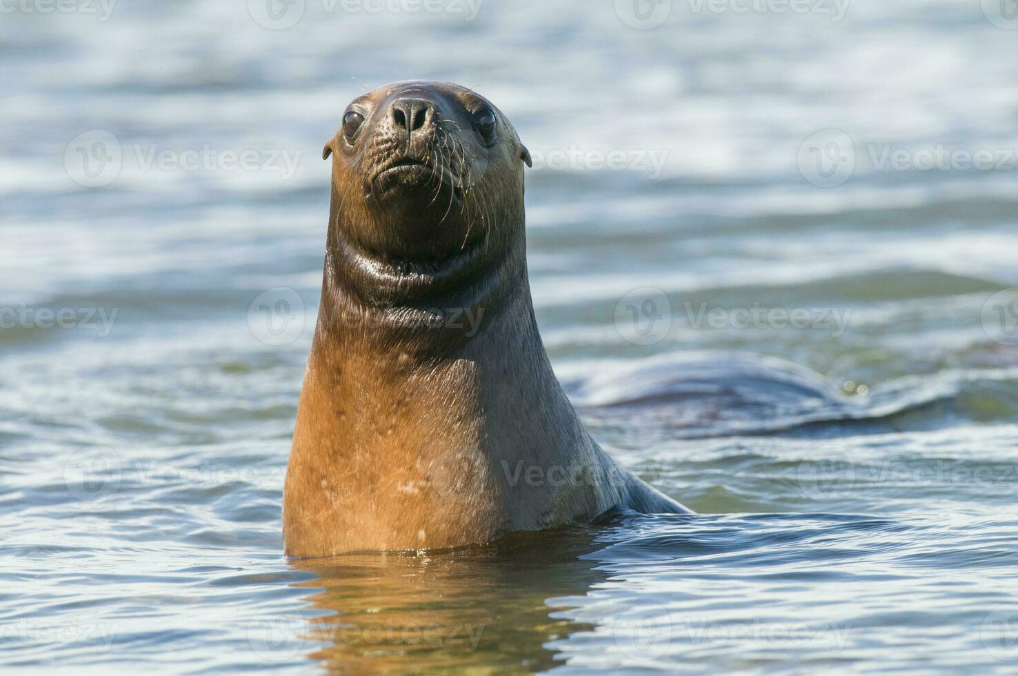 Baby sea lion , Patagonia Argentina photo