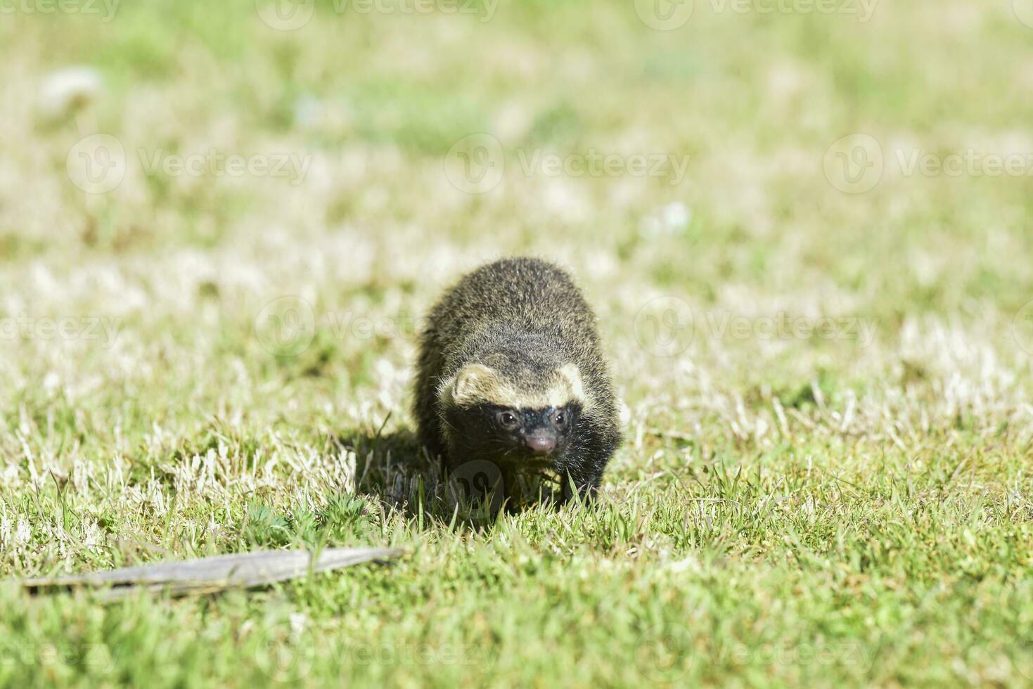 Little grison,mustelid that lives in South America photo