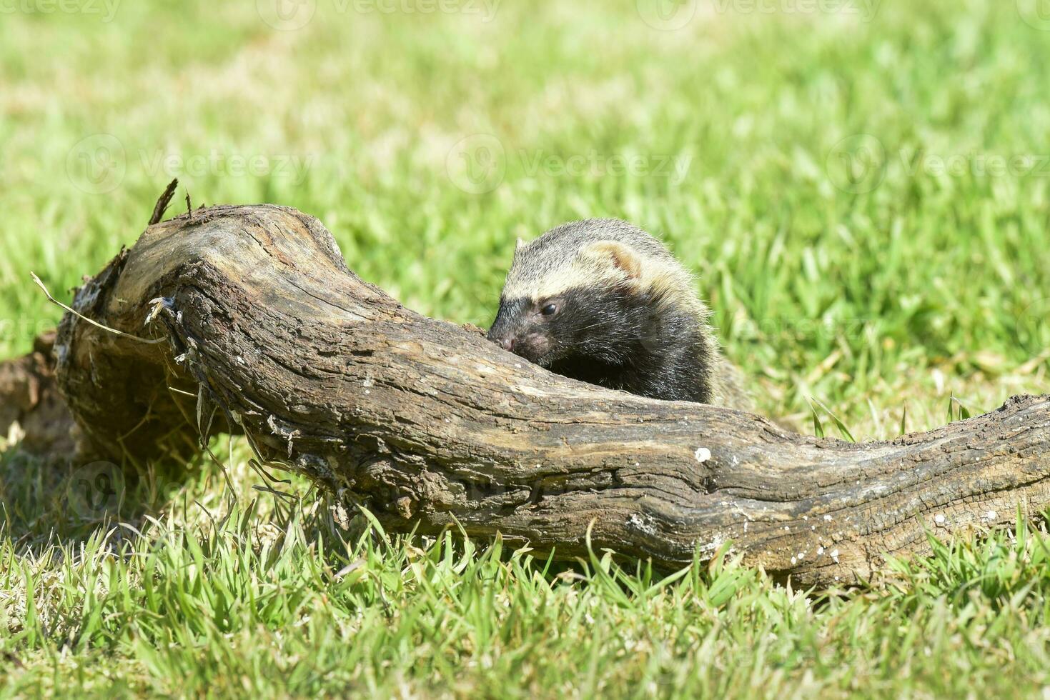 Little grison in grass environment,Patagonia, Argentina photo