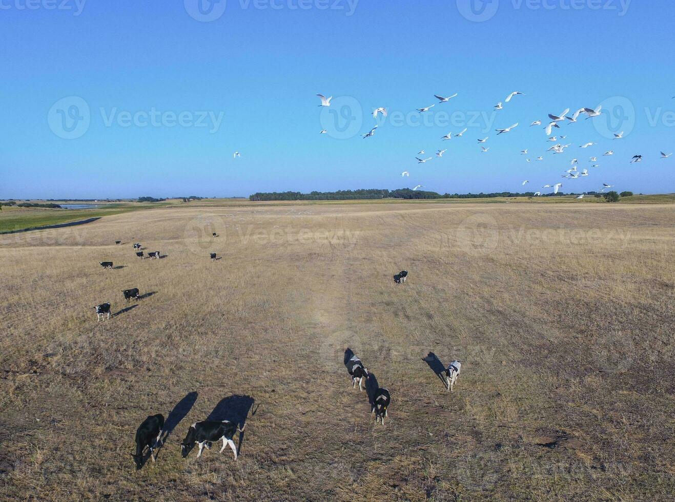 Cows and birds in flight, cattle egret flock, Pampas, Argentina photo