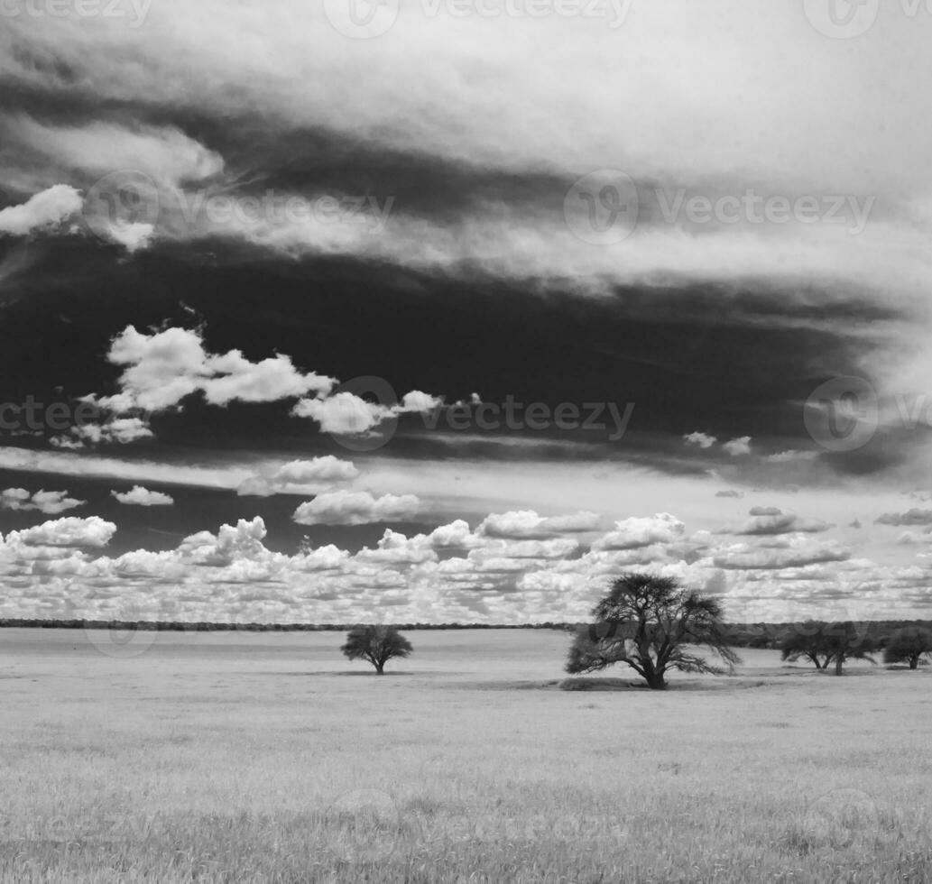 Rural landscape,pampas plain, Argentina photo