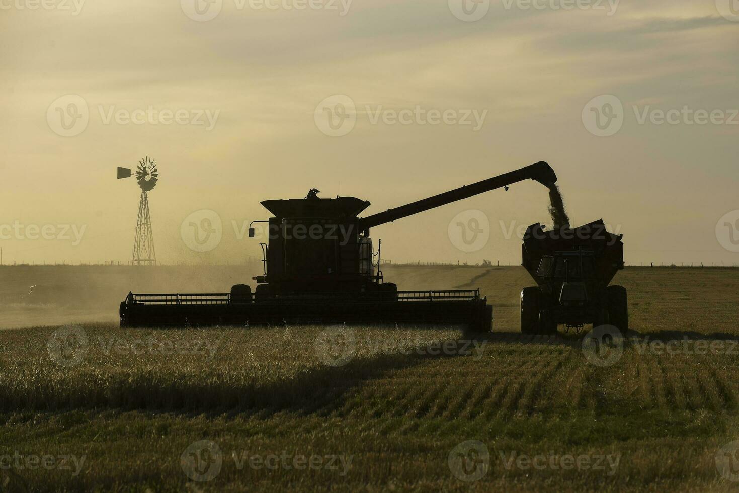 segador máquina, cosecha en el argentino campo, buenos aires provincia, argentina. foto