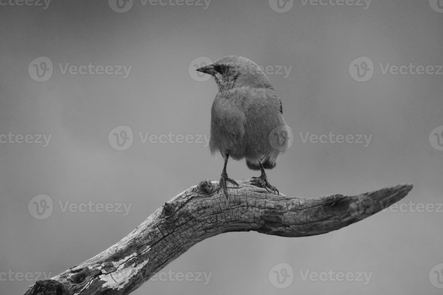 Bay winged Cowbird, perched on a trunk, Patagonia,Argentina photo