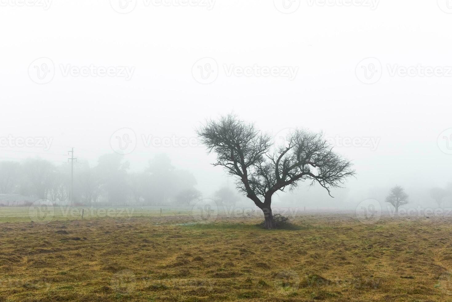 Lonely tree in thick fog at dawn, in Pampas Landscape, La Pampa Province, Patagonia, Argentina. photo