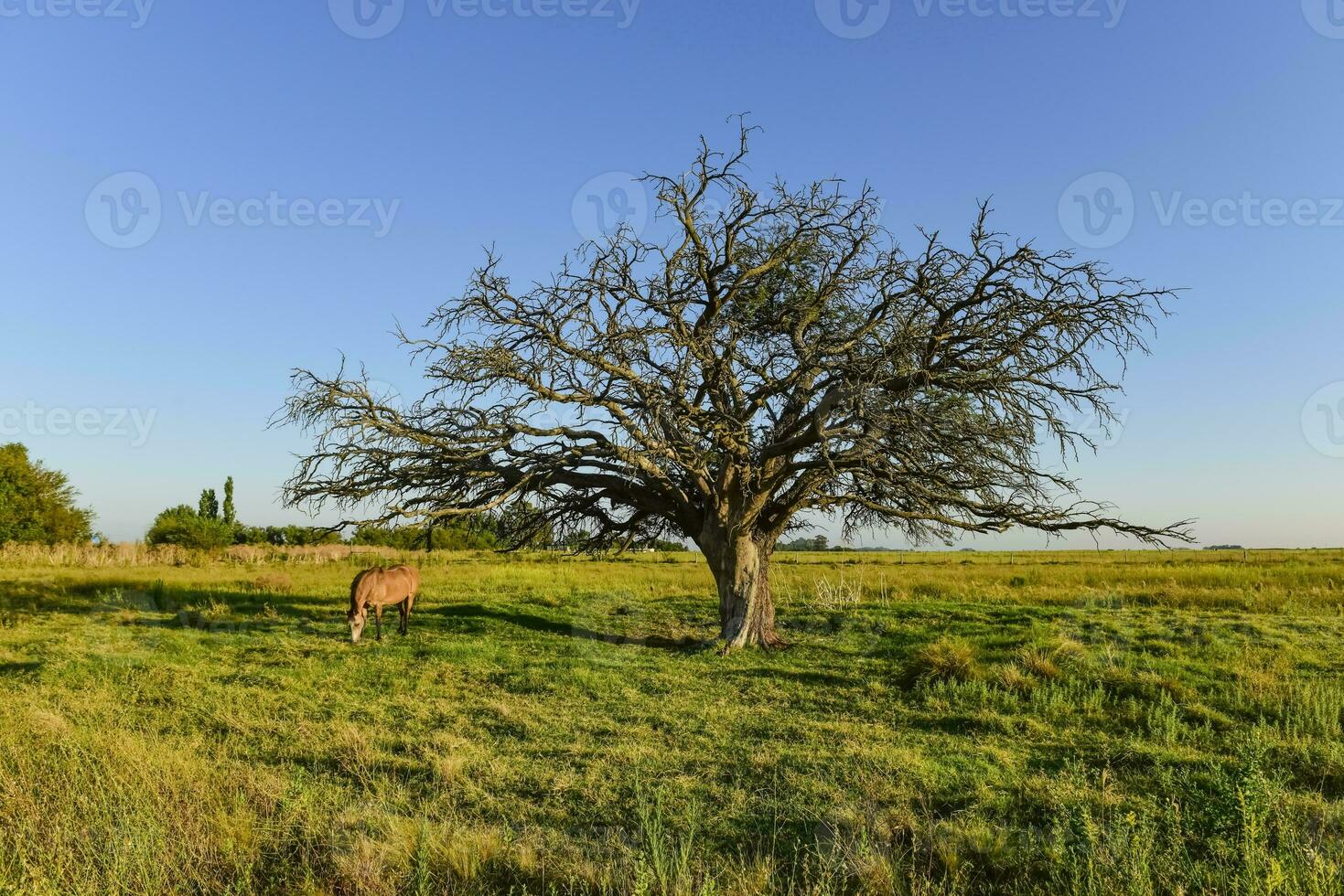 Horse and lonely tree in Pampas landscape photo