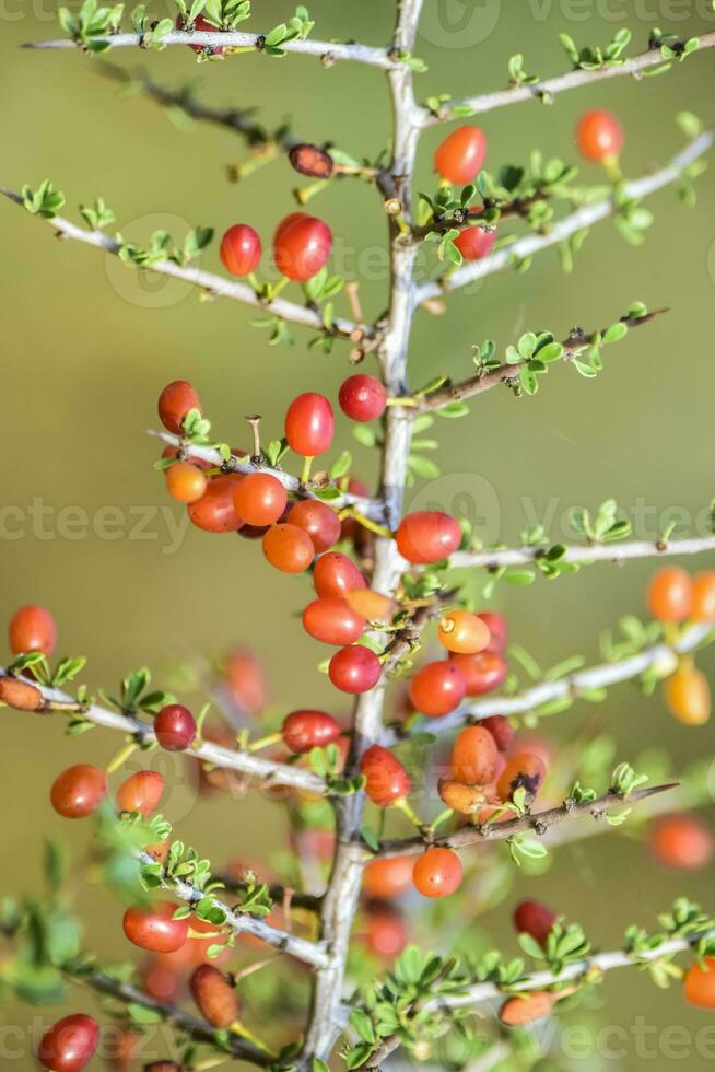 Small red wild fruits in the Pampas forest, Patagonia, Argentina photo
