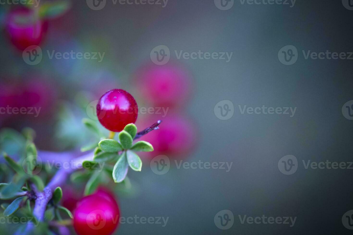 Small red wild fruits in the Pampas forest, Patagonia, Argentina photo