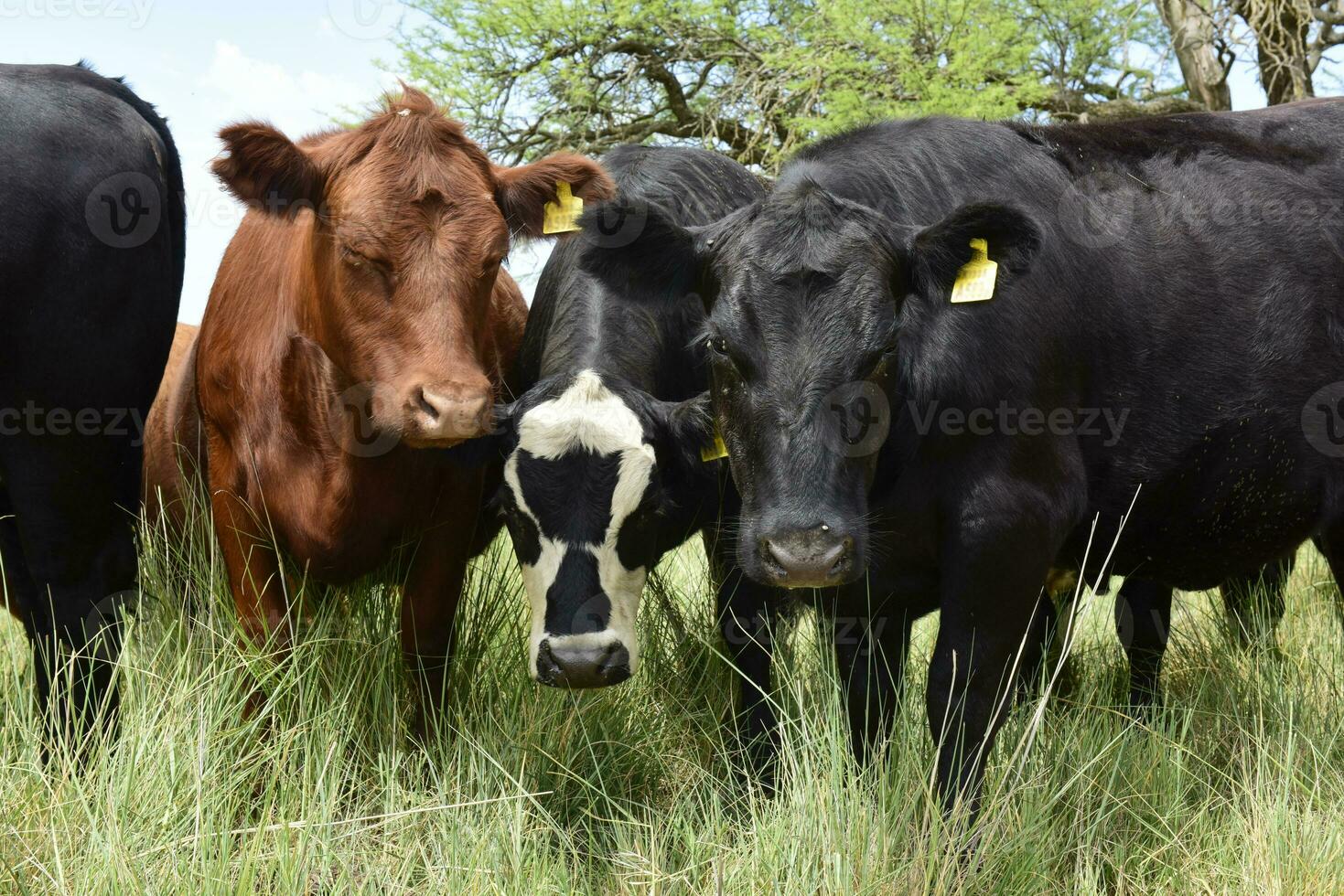 Steers fed on pasture, La Pampa, Argentina photo