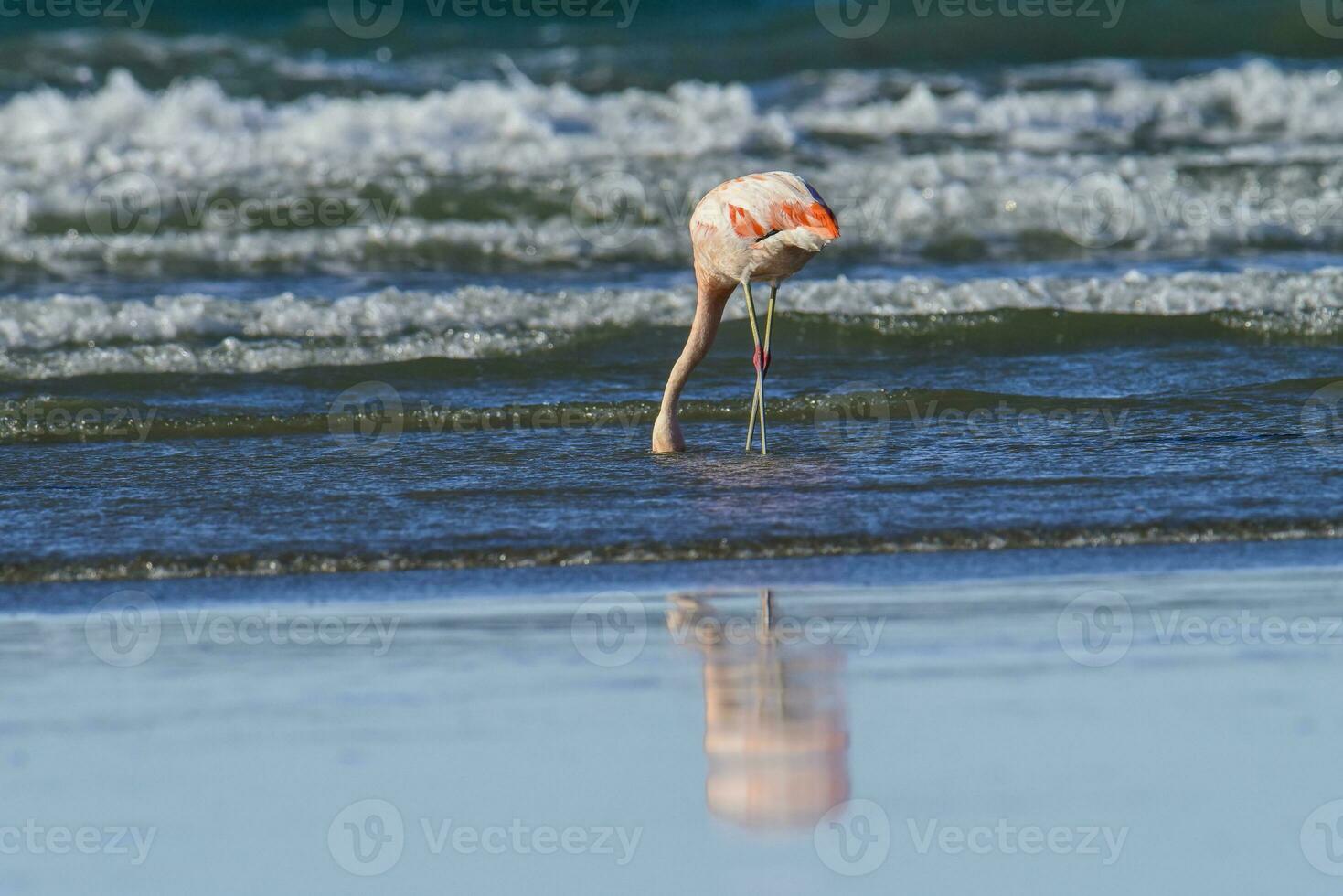Flamingos feeding at low tide, Peninsula Valdes, Patagonia, Argentina photo