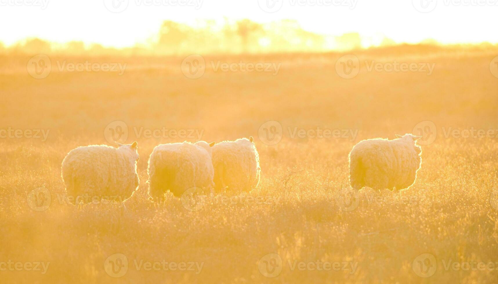 Landscape with sheep at sunset in the field photo