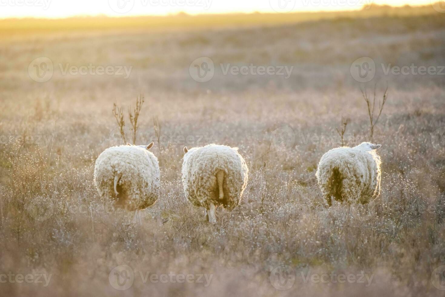 Landscape with sheep at sunset in the field photo