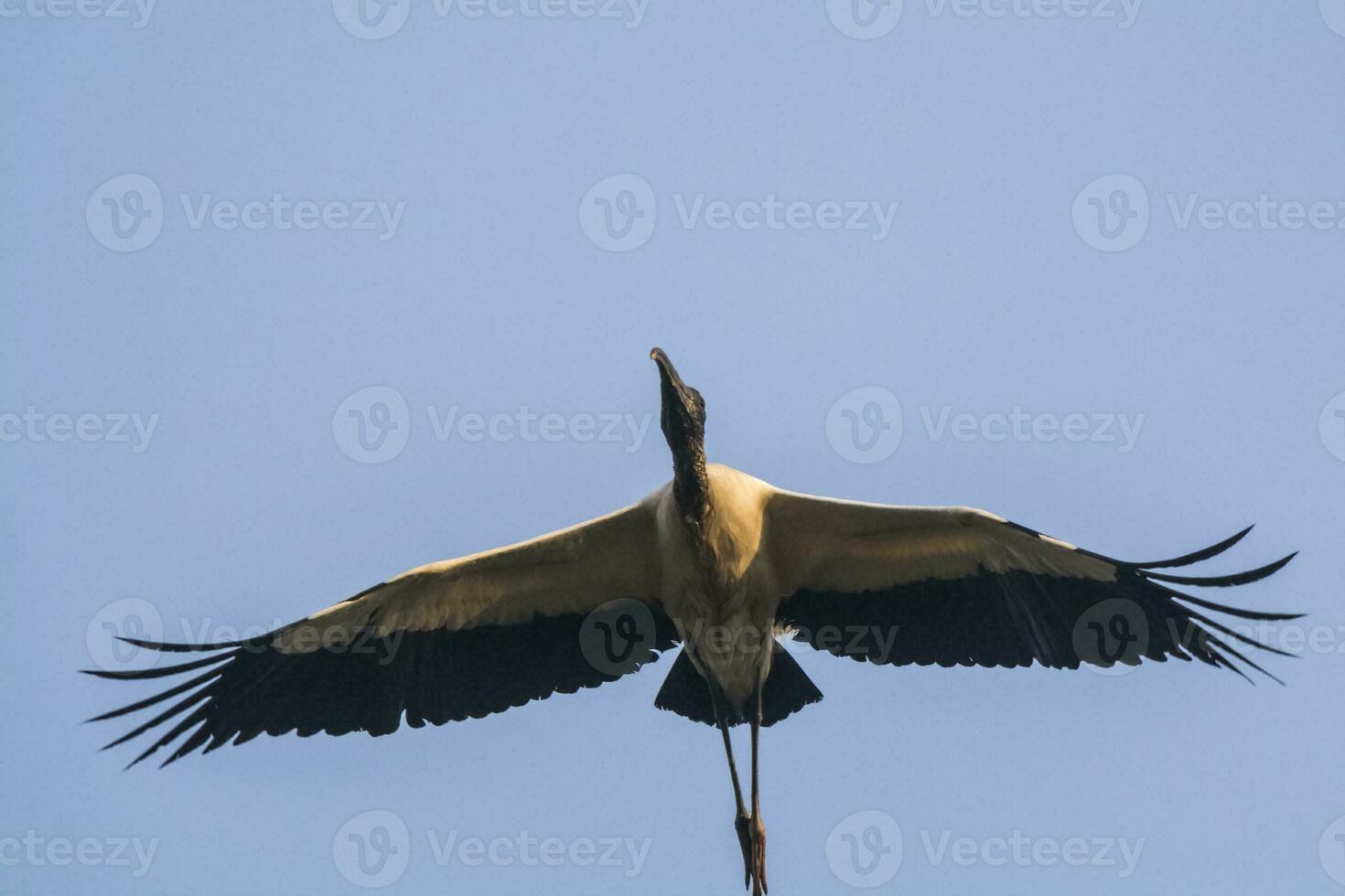 Wood Stork, in a marsh environment.Pantanal, Brazil photo