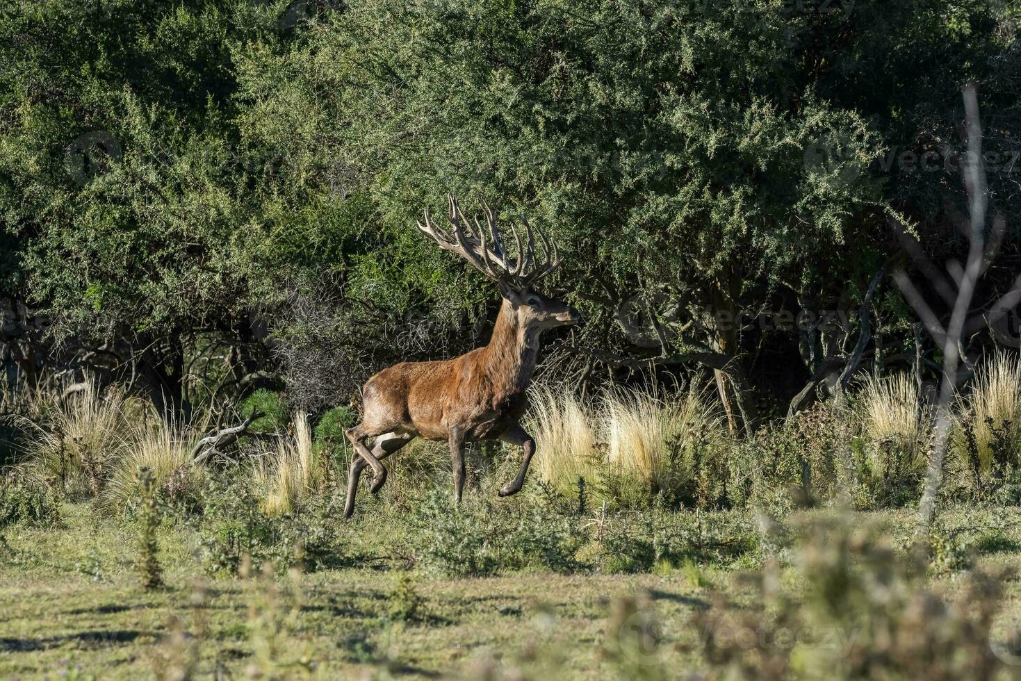 Red deer in Calden Forest environment, La Pampa, Argentina, Parque Luro, Nature Reserve photo