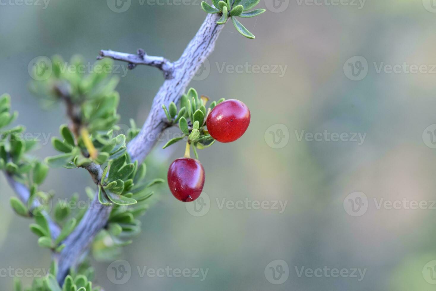 Small red wild fruits in the Pampas forest, Patagonia, Argentina photo