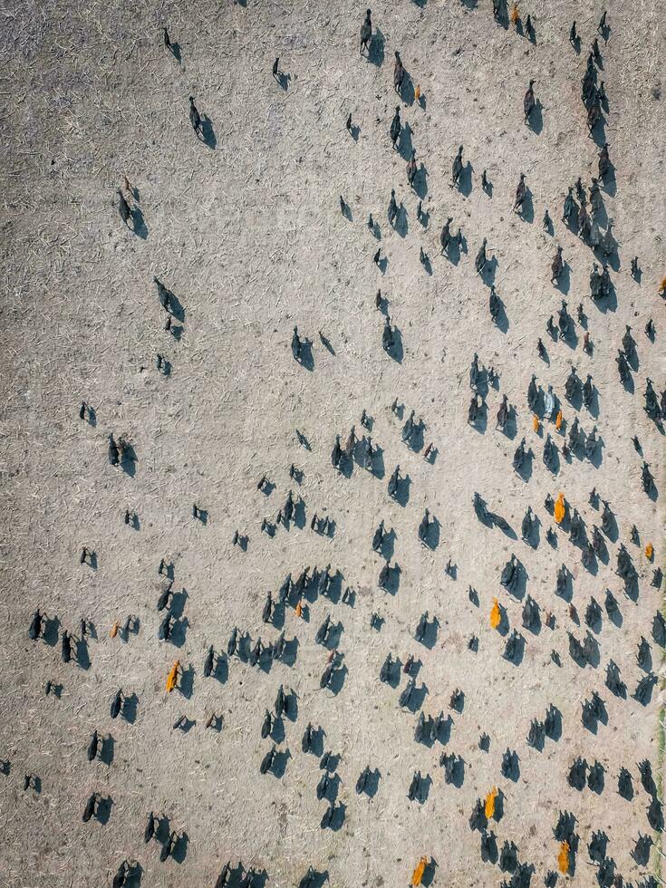 carne producción, ganado en pampa región, aéreo ver,argentina foto