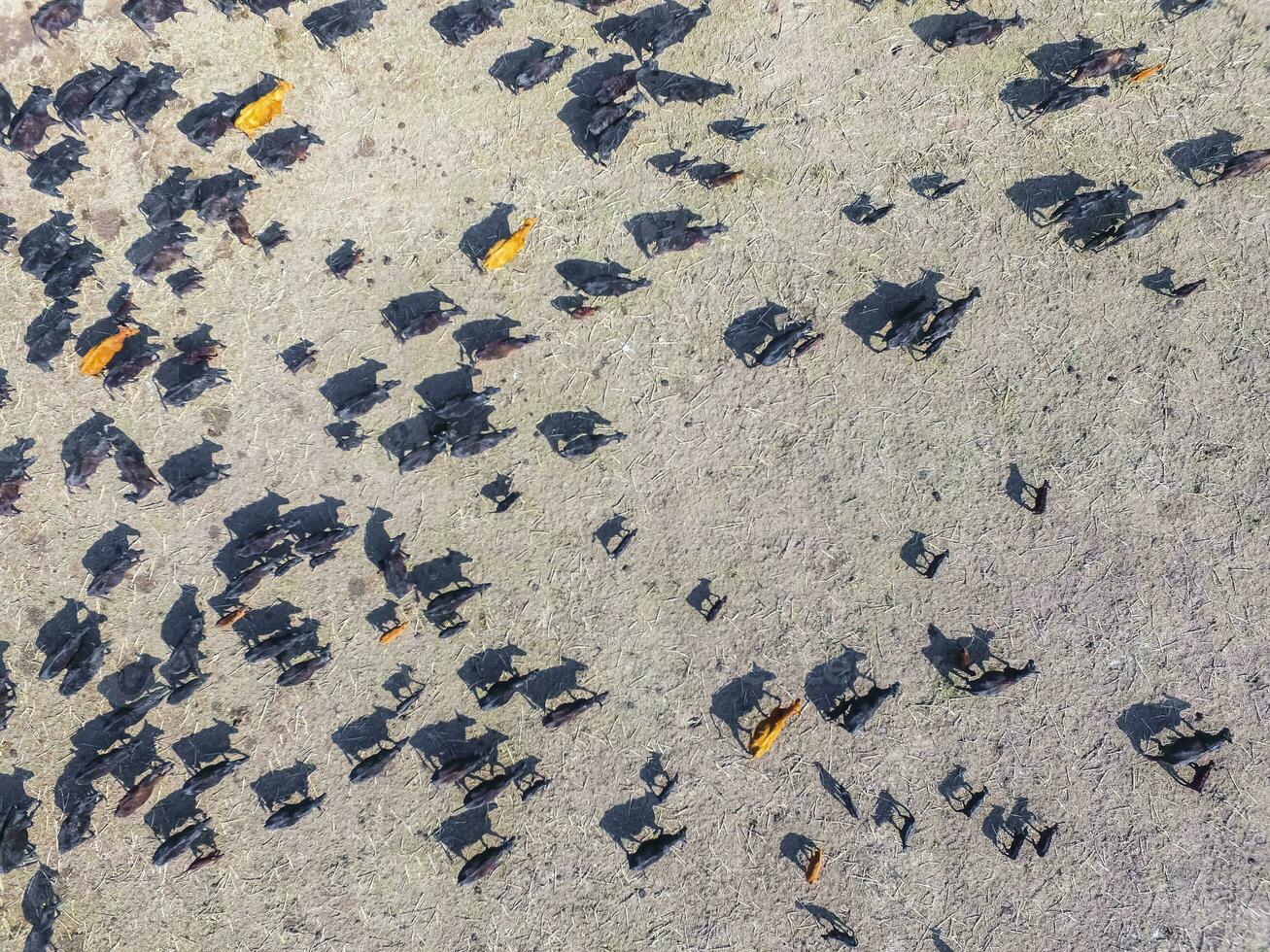 Meat production,  livestock in Pampas region, Aerial view,Argentina photo