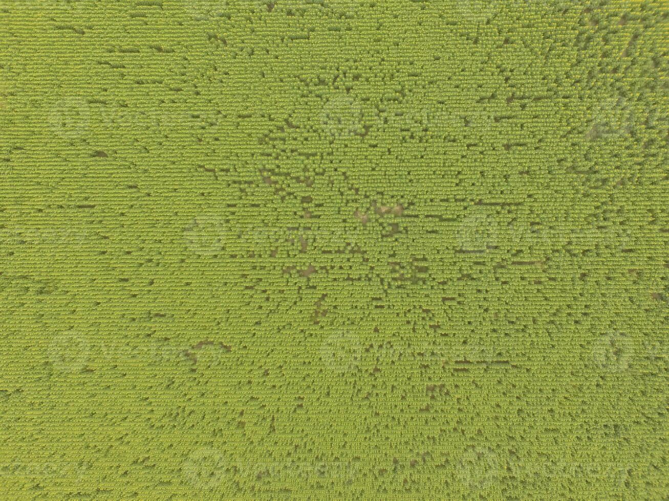 Sunflower cultivation, Aerial view, in pampas region, Argentina photo