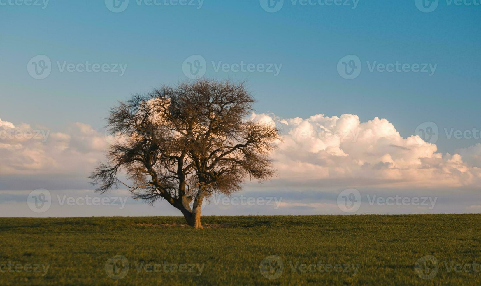 Lonely tree landscape in La Pampa, Argentina photo