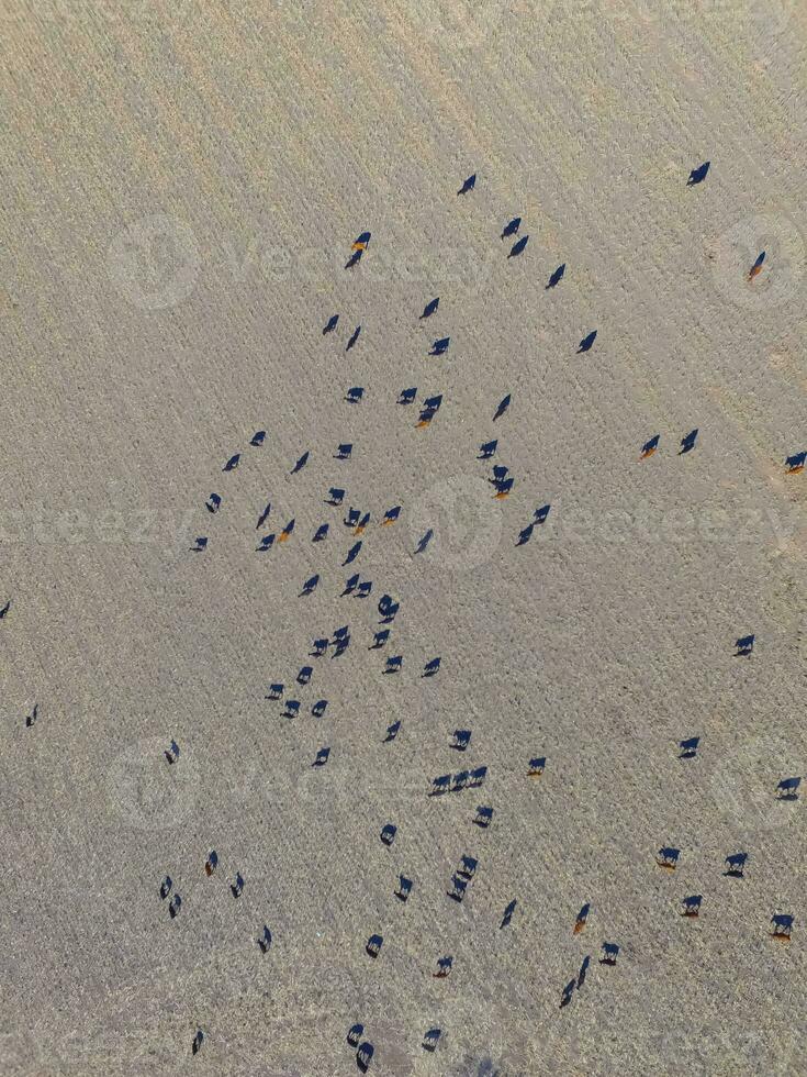 Large scale meat production in Argentina, aerial view of a batch of cows photo