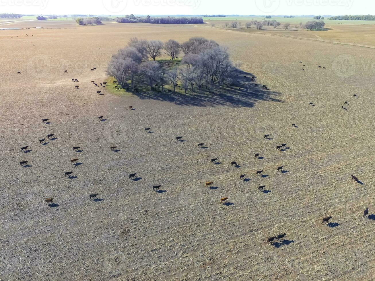 Meat production,  livestock in Pampas region, Aerial view,Argentina photo