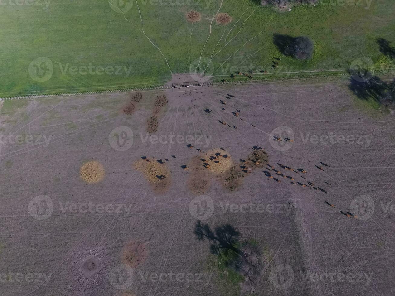 Cows raised with natural grass, Argentine meat production photo