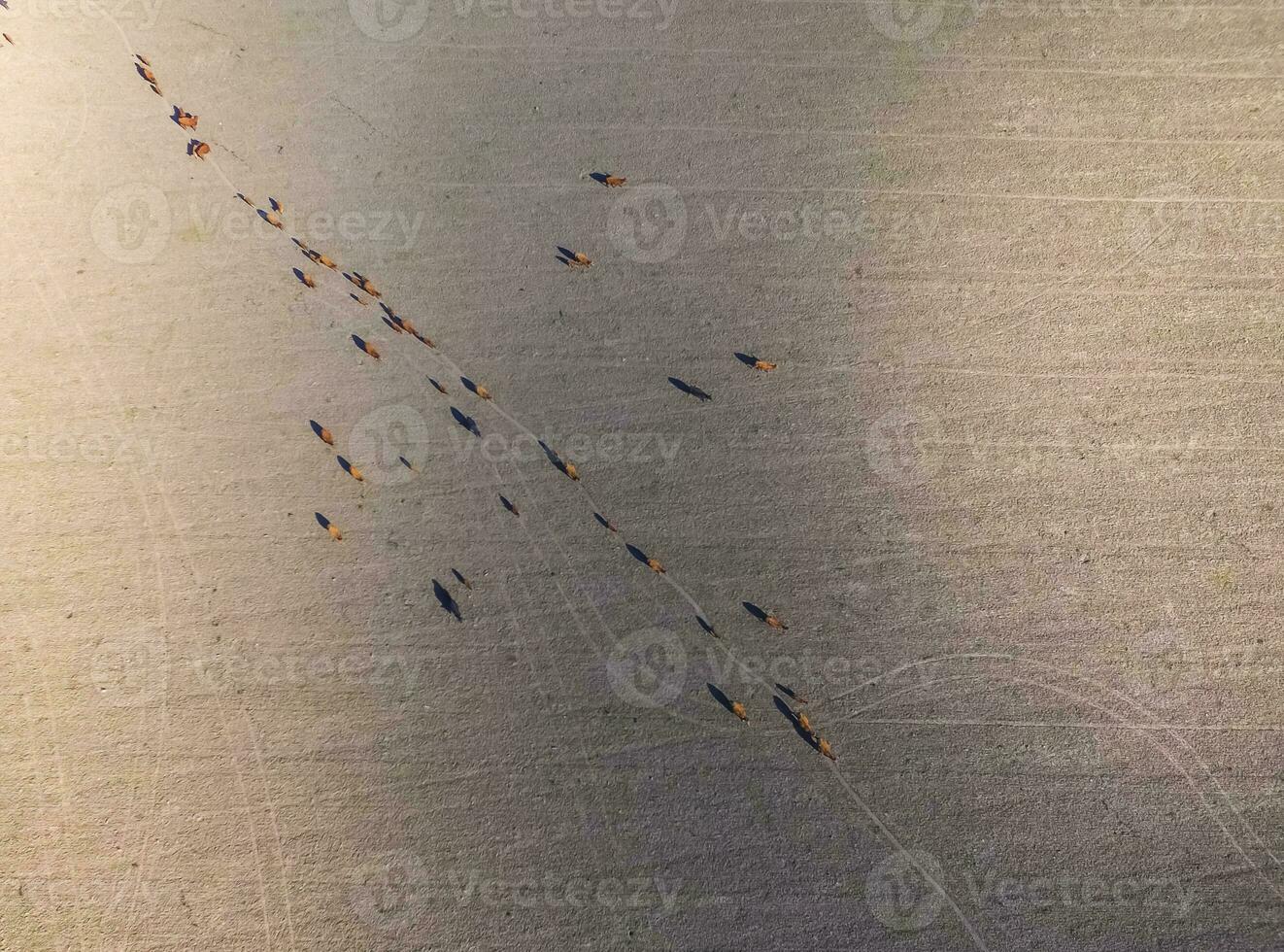 Meat production,  livestock in Pampas region, Aerial view,Argentina photo