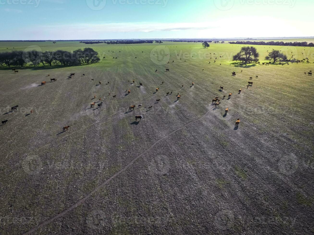 Meat production,  livestock in Pampas region, Aerial view,Argentina photo