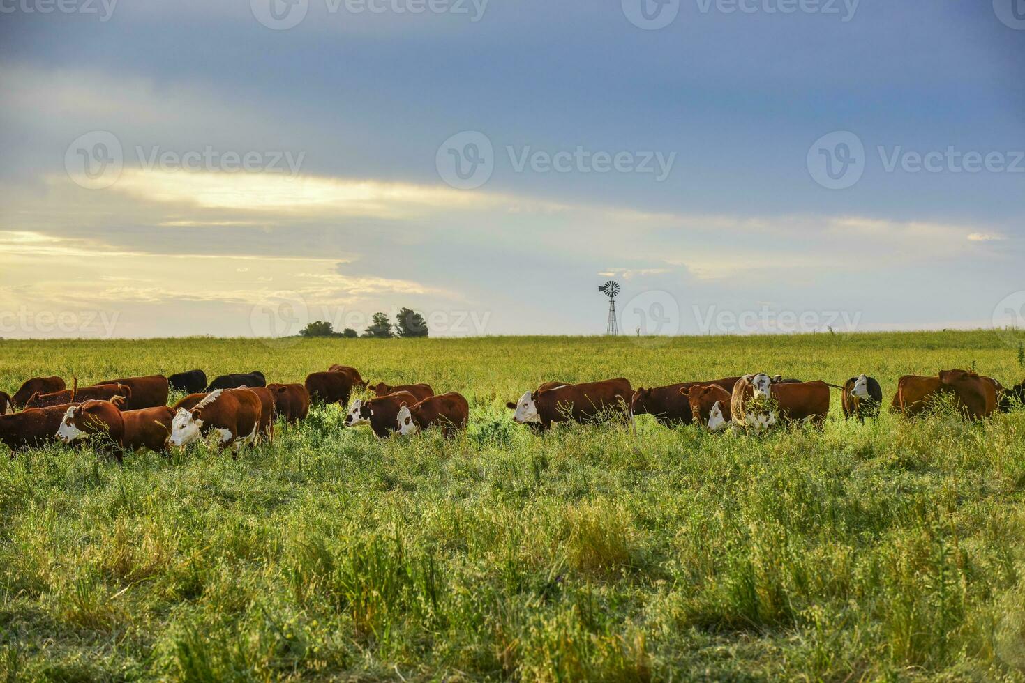 Intensive breeding of cows, Argentine meat production photo