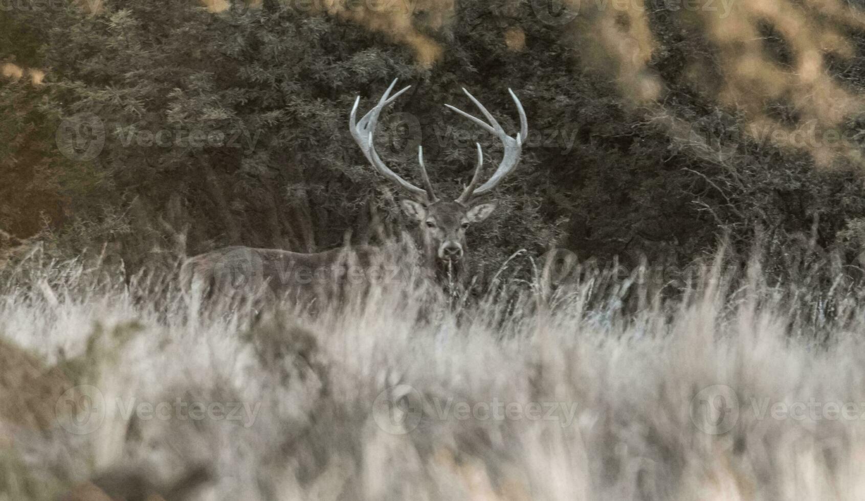 rojo ciervo en parque luro naturaleza reservar, la pampa, argentina foto