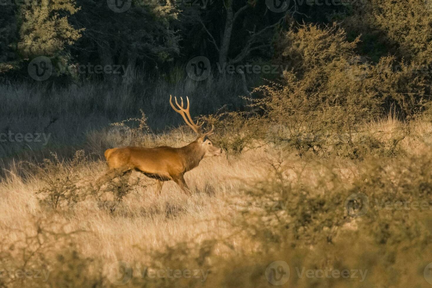 Red deer in Parque Luro Nature Reserve, La Pampa, Argentina photo