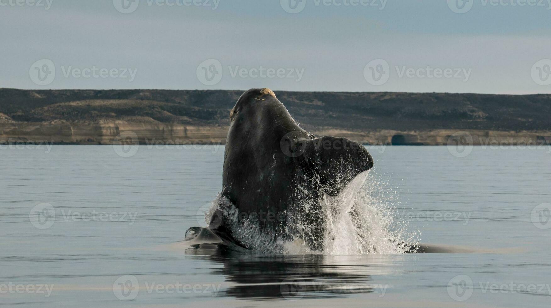 Southern right whale,jumping behavior, Puerto Madryn, Patagonia, Argentina photo