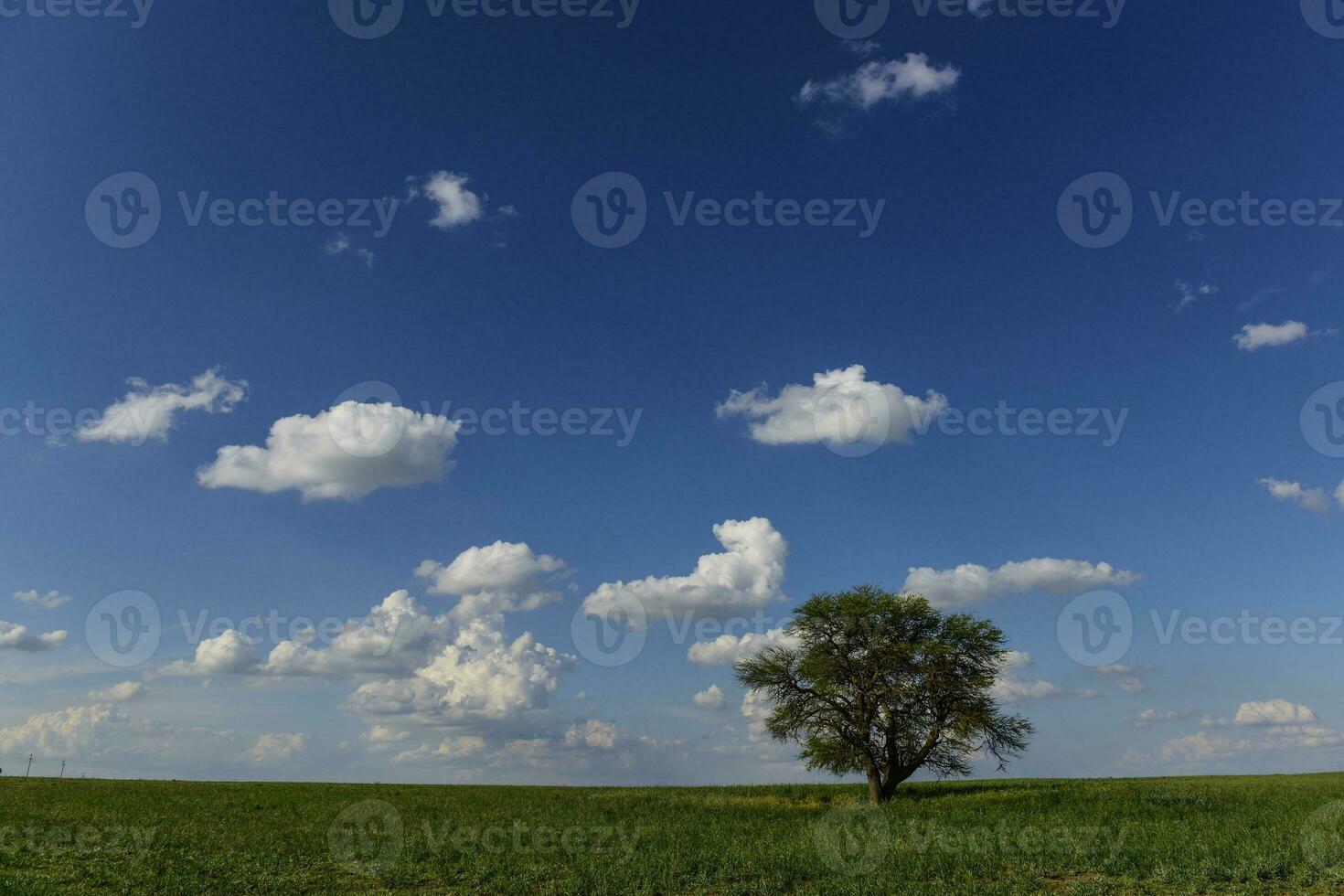 Symbolic tree of the pampa,La  Pampa, Argentina photo