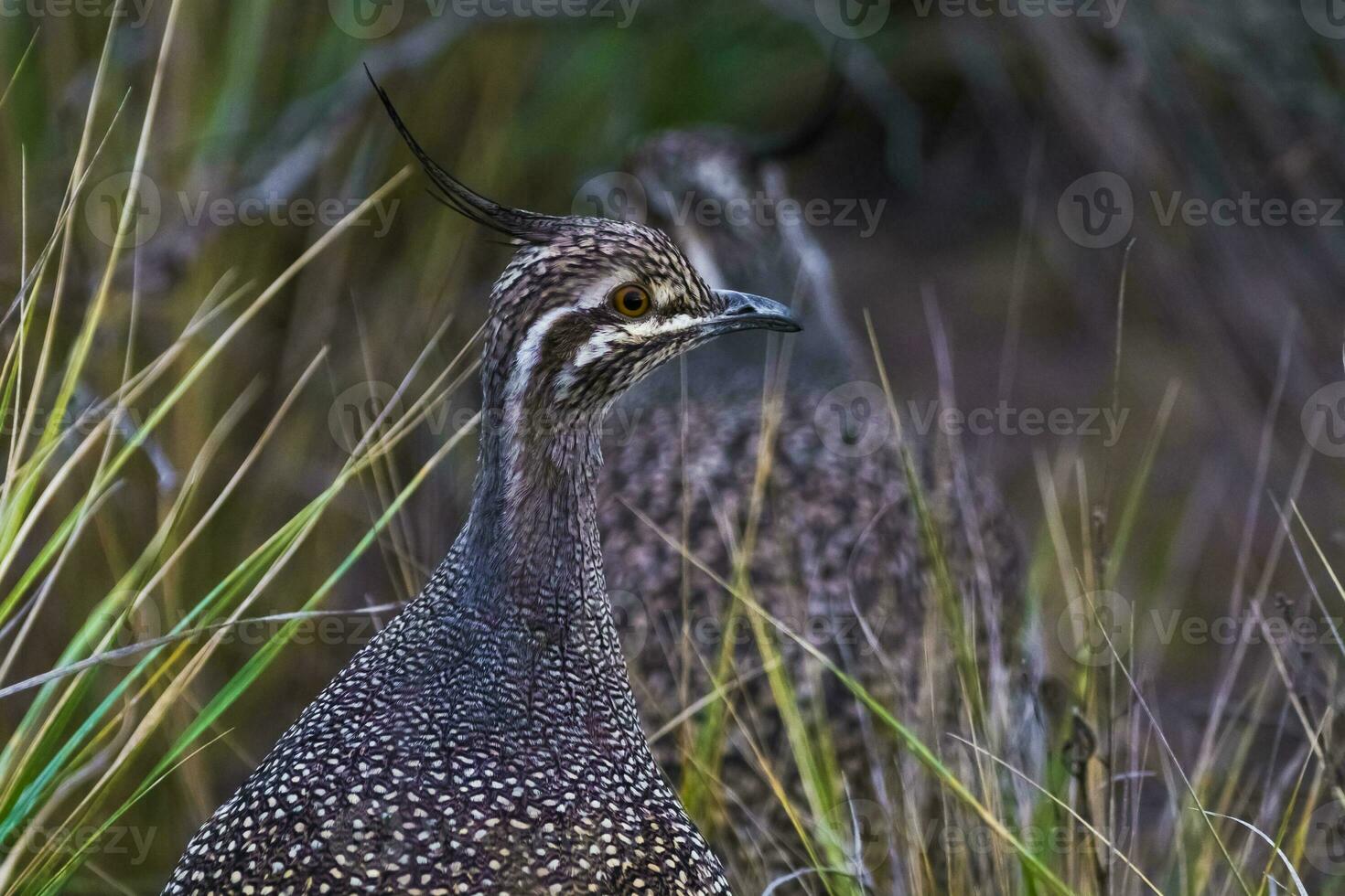 Elegant crested tinamou, Eudromia elegans, Pampas grassland environment, La Pampa province, Patagonia, Argentina. photo