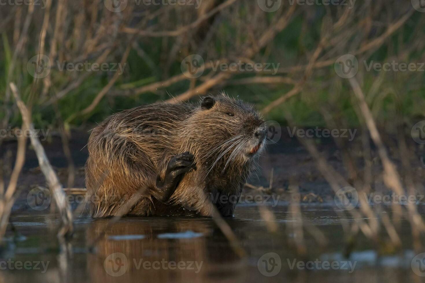 Coipo, Myocastor coypus, La Pampa Province, Patagonia, Argentina. photo